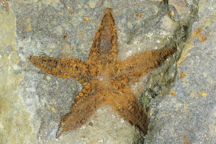 Ordovician Starfish (Petraster?) - Morocco #100119